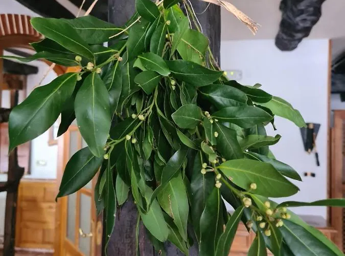 Rural El Sestil Dobres